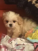 Dolly , a female Pekingese and Shih Tzu for sale in Atlanta, GA – 5 of 7