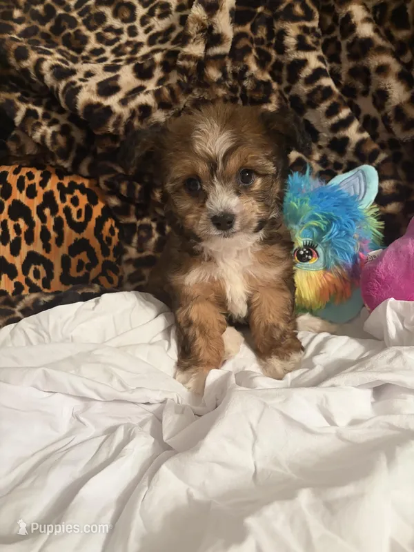 Lily – Bichon Frise puppy for sale in Atlanta, GA