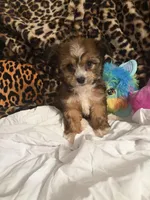 Lily, a female Bichon Frise for sale in Atlanta, GA – Photo 1 of 4