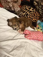 Lily, a female Bichon Frise for sale in Atlanta, GA – Photo 4 of 4