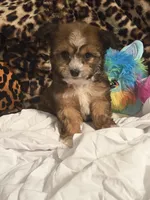 Lily, a female Bichon Frise for sale in Atlanta, GA – Photo 3 of 4