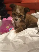 Lily, a female Bichon Frise for sale in Atlanta, GA – Photo 2 of 4