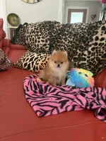 Bling, a female Pomeranian for sale in Atlanta, GA – 3 of 4