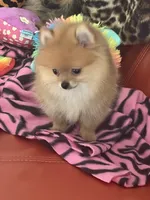 Bling, a female Pomeranian for sale in Atlanta, GA – 2 of 4