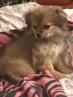 Zane , a male Pekingese and Pomeranian for sale in Atlanta, GA – 3 of 3