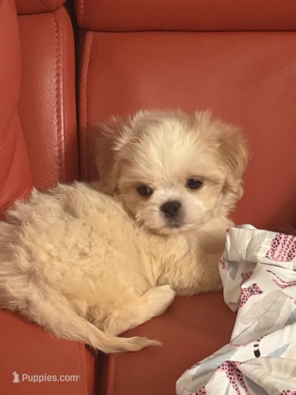 Dolly  – Pekingese, Shih Tzu puppy for sale in Atlanta, GA