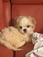 Dolly , a female Pekingese and Shih Tzu for sale in Atlanta, GA – 1 of 7