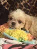 Dolly , a female Pekingese and Shih Tzu for sale in Atlanta, GA – 2 of 7