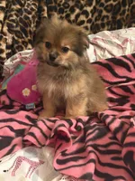 Zane , a male Pekingese and Pomeranian for sale in Atlanta, GA – 2 of 3