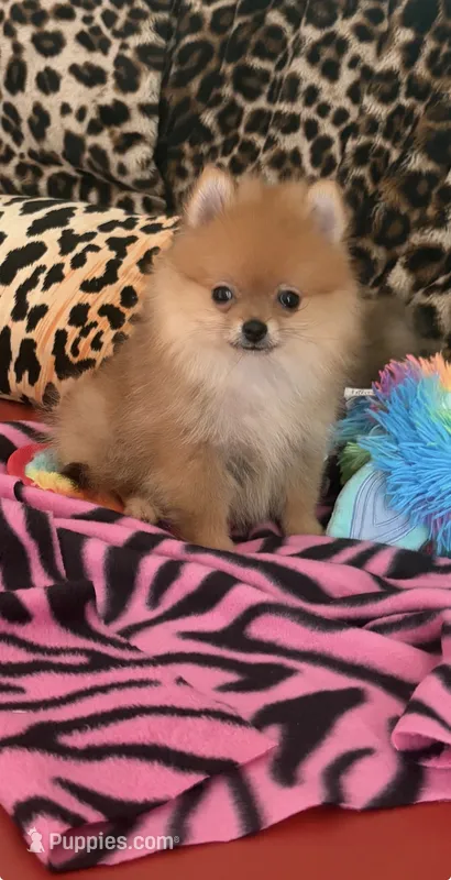 Bling – Pomeranian puppy for sale in Atlanta, GA