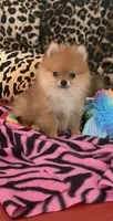 Bling, a female Pomeranian for sale in Atlanta, GA – 1 of 4