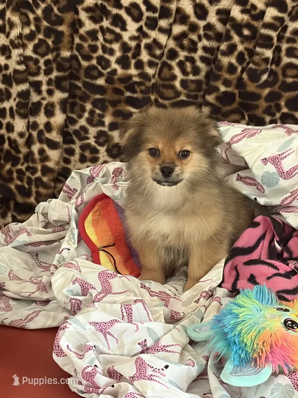 Teddy – Pekingese, Pomeranian puppy for sale in Atlanta, GA