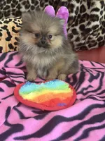 Plushie, a female Pomeranian for sale in Atlanta, GA – 5 of 7