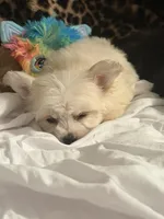 Gizmo, a male Bichon Frise for sale in Atlanta, GA – Photo 3 of 3