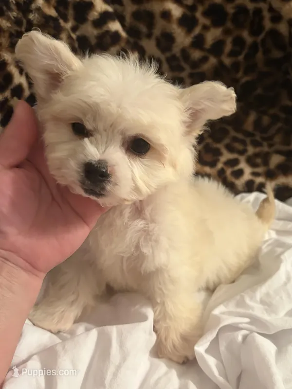 Gizmo – Bichon Frise puppy for sale in Atlanta, GA