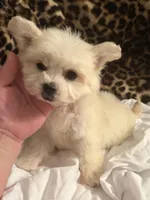 Gizmo, a male Bichon Frise for sale in Atlanta, GA – Photo 1 of 3