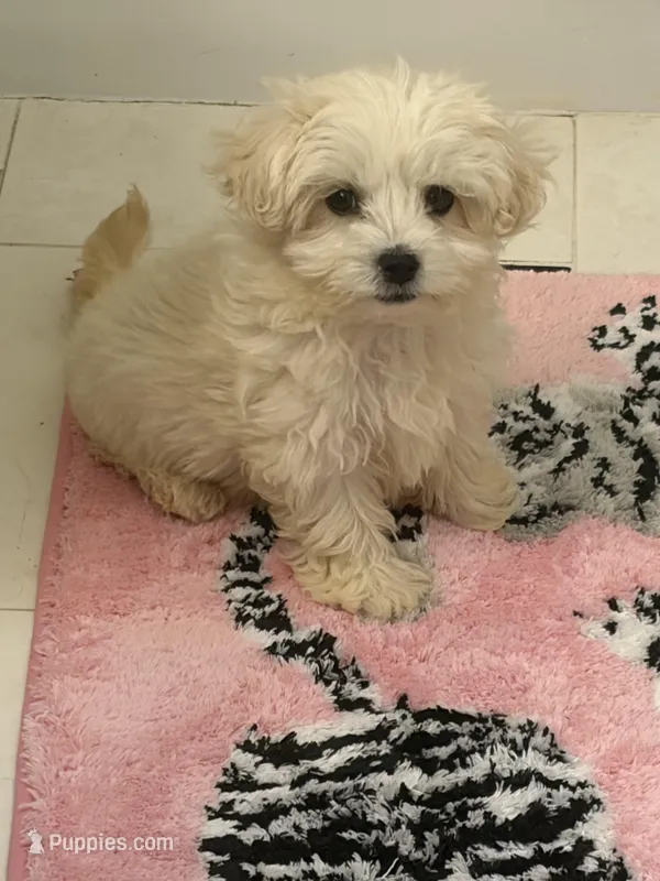 Gizmo – Bichon Frise, Shih Tzu puppy for sale in Atlanta, GA