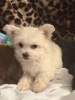 Gizmo, a male Bichon Frise for sale in Atlanta, GA – Photo 2 of 3