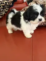 Lola, a female Bichon Frise and Shih Tzu for sale in Atlanta, GA – Photo 3 of 4