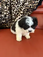 Lola, a female Bichon Frise and Shih Tzu for sale in Atlanta, GA – Photo 1 of 4