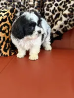 Lola, a female Bichon Frise and Shih Tzu for sale in Atlanta, GA – Photo 2 of 4