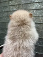 Bling, a female Pomeranian for sale in Atlanta, GA – Photo 6 of 6