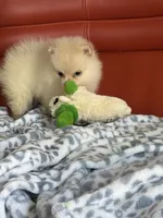 Bling, a female Pomeranian for sale in Atlanta, GA – Photo 2 of 6