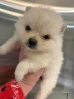 Bling, a female Pomeranian for sale in Atlanta, GA – Photo 5 of 6