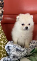 Bling, a female Pomeranian for sale in Atlanta, GA – Photo 3 of 6