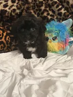 Sharpie, a male Bichon Frise for sale in Atlanta, GA – Photo 1 of 3