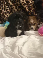 Sharpie, a male Bichon Frise for sale in Atlanta, GA – Photo 2 of 3