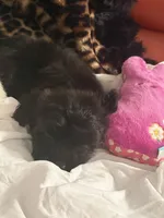 Sharpie, a male Bichon Frise for sale in Atlanta, GA – Photo 3 of 3