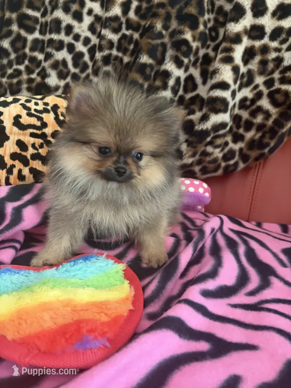 Plushie – Pomeranian puppy for sale in Atlanta, GA