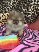 Plushie, a female Pomeranian for sale in Atlanta, GA – 1 of 7