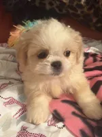 Dolly , a female Pekingese and Shih Tzu for sale in Atlanta, GA – 6 of 7
