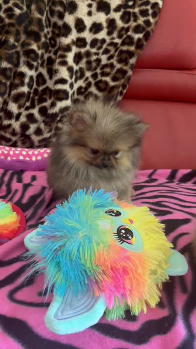Plushie, a female Pomeranian for sale in Atlanta, GA – 7 of 7