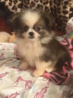Tater tot, a male Pekingese and Pomeranian for sale in Atlanta, GA – 4 of 6