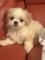 Dolly , a female Pekingese and Shih Tzu for sale in Atlanta, GA – 3 of 7
