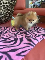 Bling, a female Pomeranian for sale in Atlanta, GA – 4 of 4