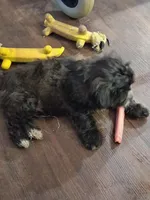 Zeke, a male Yorkipoo and Shorkie for sale in Winchendon, MA – Photo 2 of 4