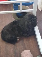 Zeke, a male Yorkipoo and Shorkie for sale in Winchendon, MA – Photo 4 of 4