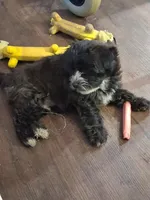 Zeke, a male Yorkipoo and Shorkie for sale in Winchendon, MA – Photo 1 of 4