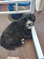 Zeke, a male Yorkipoo and Shorkie for sale in Winchendon, MA – Photo 3 of 4