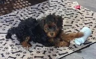 Riley – Yorkipoo puppy for sale in Winchendon, MA