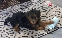 Riley, a female Yorkipoo for sale in Winchendon, MA – 1 of 2