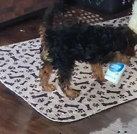 Riley, a female Yorkipoo for sale in Winchendon, MA – 2 of 2