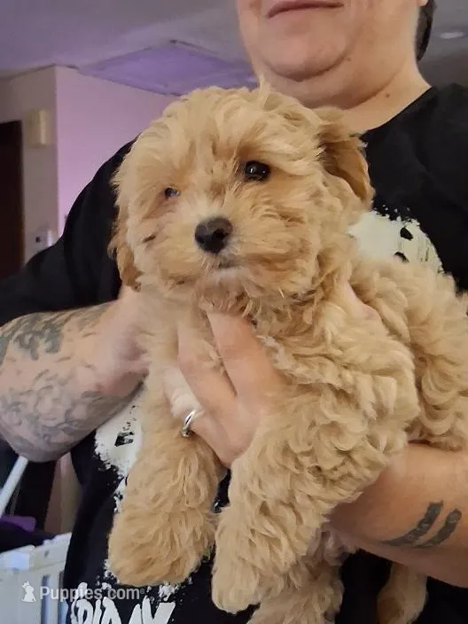 Zoe – Maltipoo, Yorkipoo puppy for sale in Winchendon, MA