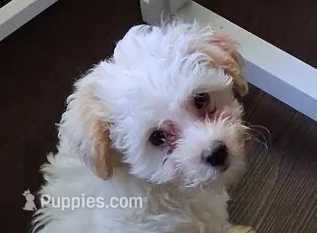 Angel – Yorkipoo puppy for sale in Winchendon, MA