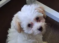 Angel, a female Yorkipoo for sale in Winchendon, MA – 1 of 2