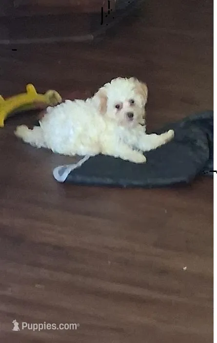 Casper – Yorkipoo puppy for sale in Winchendon, MA
